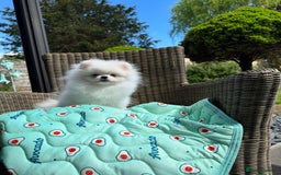 Pomeranian dogs for sale: Pomeranian Last Boy - Image 24