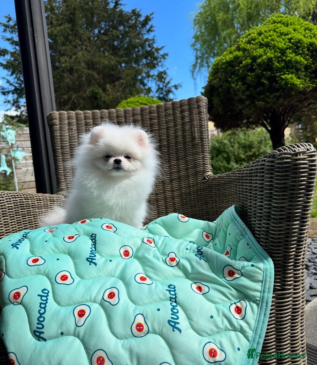 Pomeranian dogs for sale: Pomeranian Last Boy - Image 24