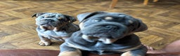 English Bulldog dogs for stud: REGGIE ( MAIN MAN KNUCKLES ) - Advert 5