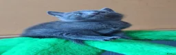 Russian Blue cats for sale: Speldid Russian Blues _Kittens. - Advert 5