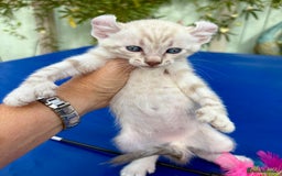 Keetso cats for sale: Gob smacking curled eared polydactyl male  - Image 21