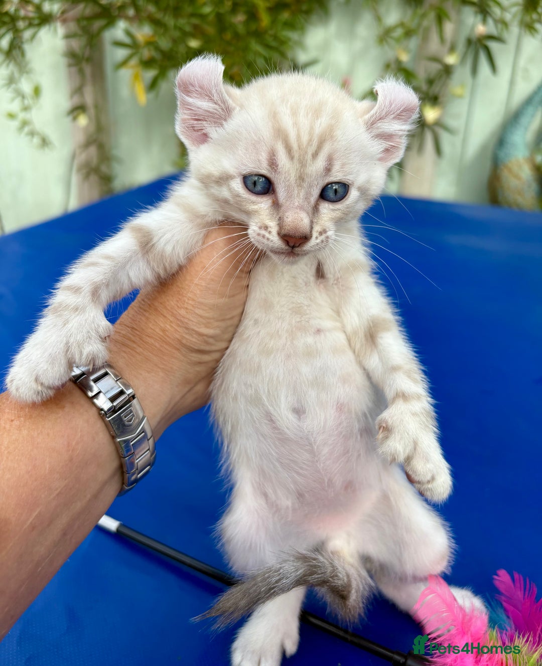 Keetso cats for sale: Gob smacking curled eared polydactyl male  - Image 21