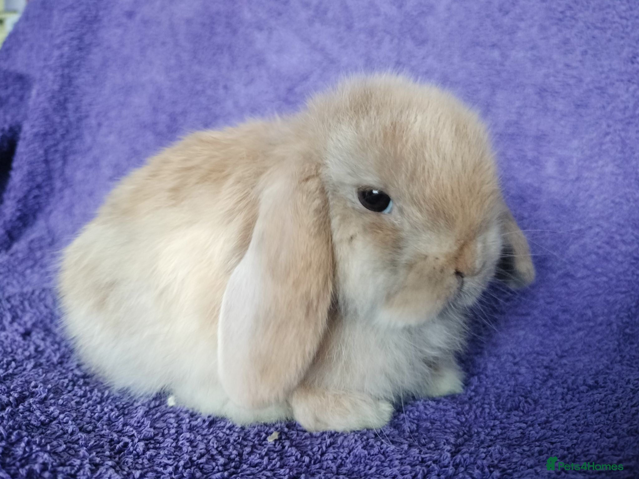 Mini Lop rabbits Baby mini lops for sale  - Advert 20