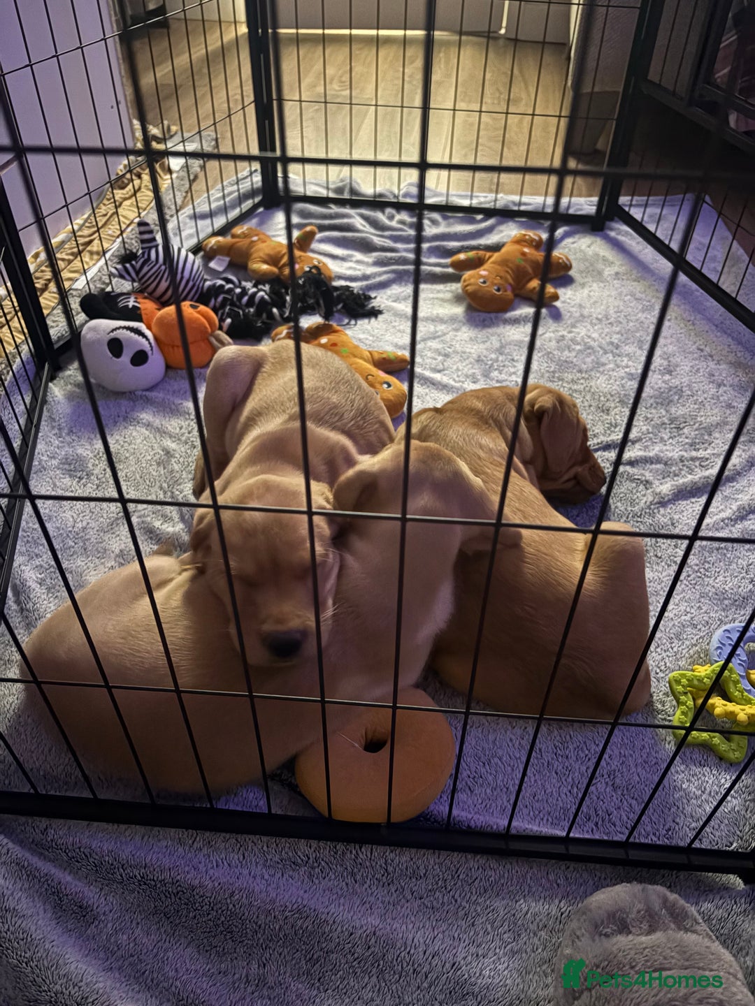 Labrador Retriever dogs for sale: 3x chunky Labradors for sale  - Advert 9