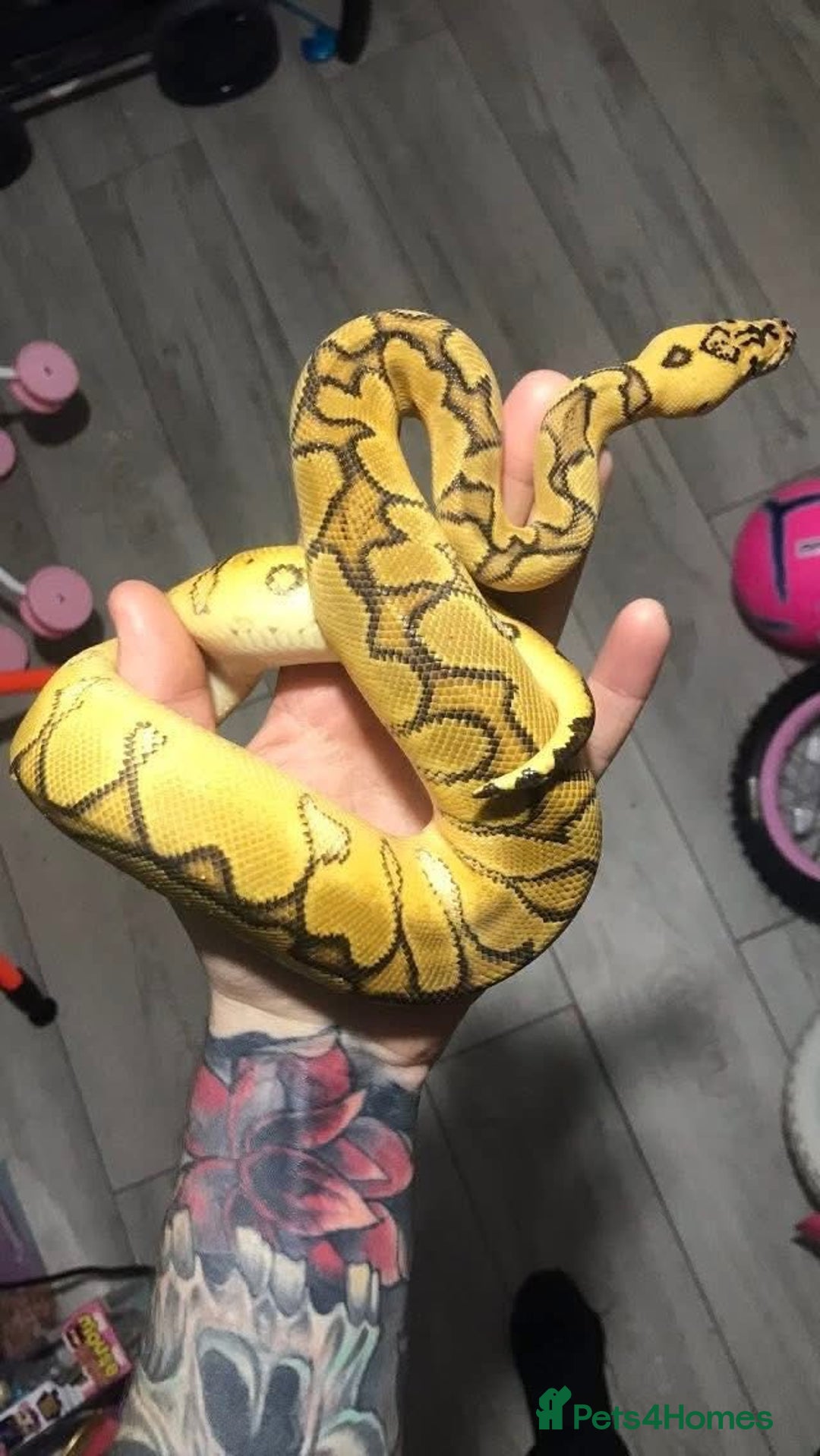 Python Snake reptiles for sale: Ball pythons both sexes  in Peterlee - Image 9