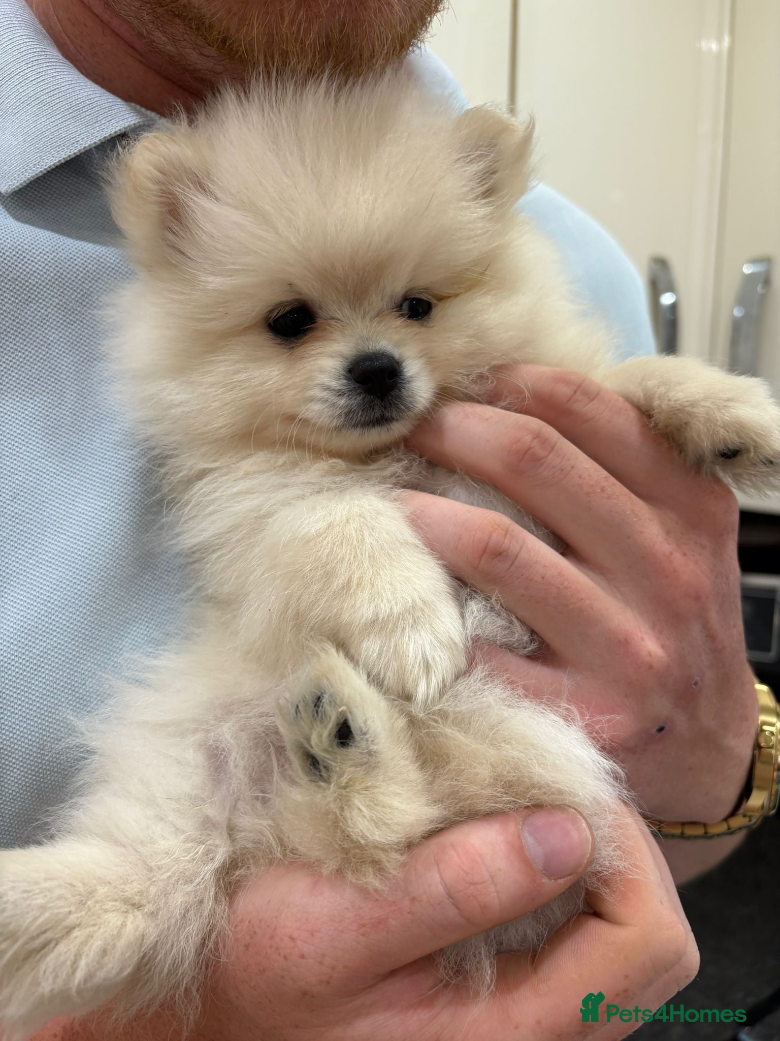 Pomeranian dogs Beautiful Pomeranian puppies  - Advert 18