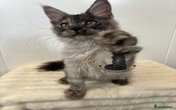 Maine Coon cats for sale: TICA female girl black smoke Maine Coon ready  - Image 4