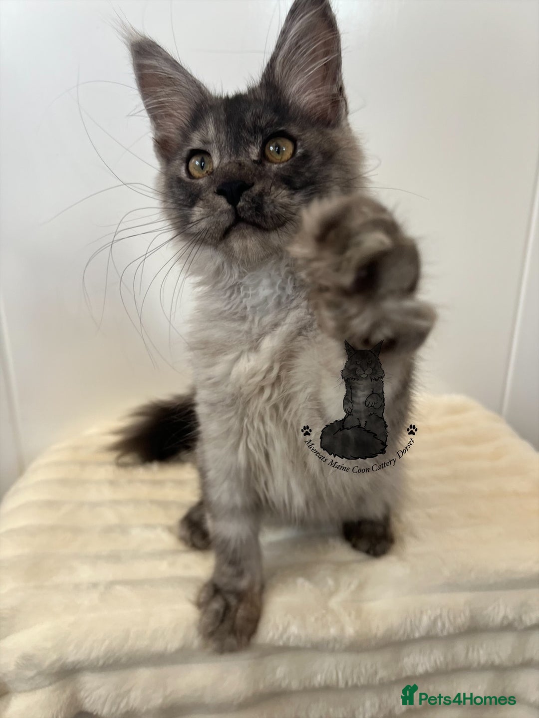 Maine Coon cats for sale: TICA female girl black smoke Maine Coon ready  - Image 4