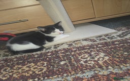 Domestic Shorthair cats for sale: 2 male kittens - Image 1