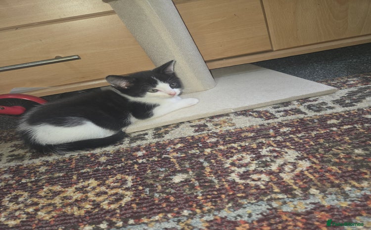 Domestic Shorthair cats - Advert 5