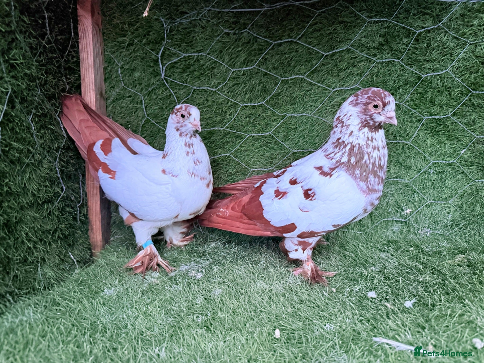 Pigeons birds Beautiful Vaccinated Breeding Pigeons ready to go - Advert 2