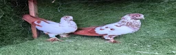Pigeons birds for sale: Premium Breeding Pigeons Top Quality Pairs Availab - Advert 16