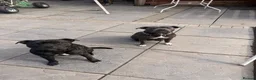 Staffordshire Bull Terrier dogs for sale: Staffy pups 3 left  - Advert 2