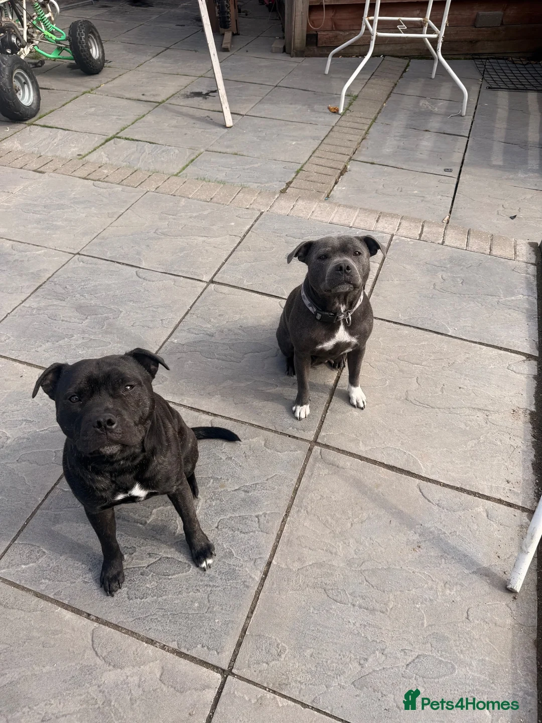 Staffordshire Bull Terrier dogs for sale: Staffy pups 3 left  - Advert 2