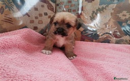 Mixed Breed dogs for sale: Pup’s for sale  - Image 2