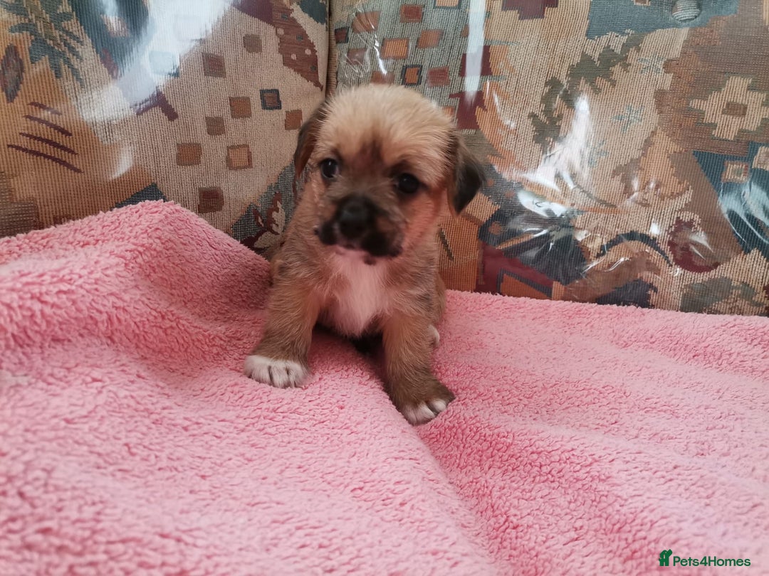 Mixed Breed dogs for sale: Pup’s for sale  - Image 2