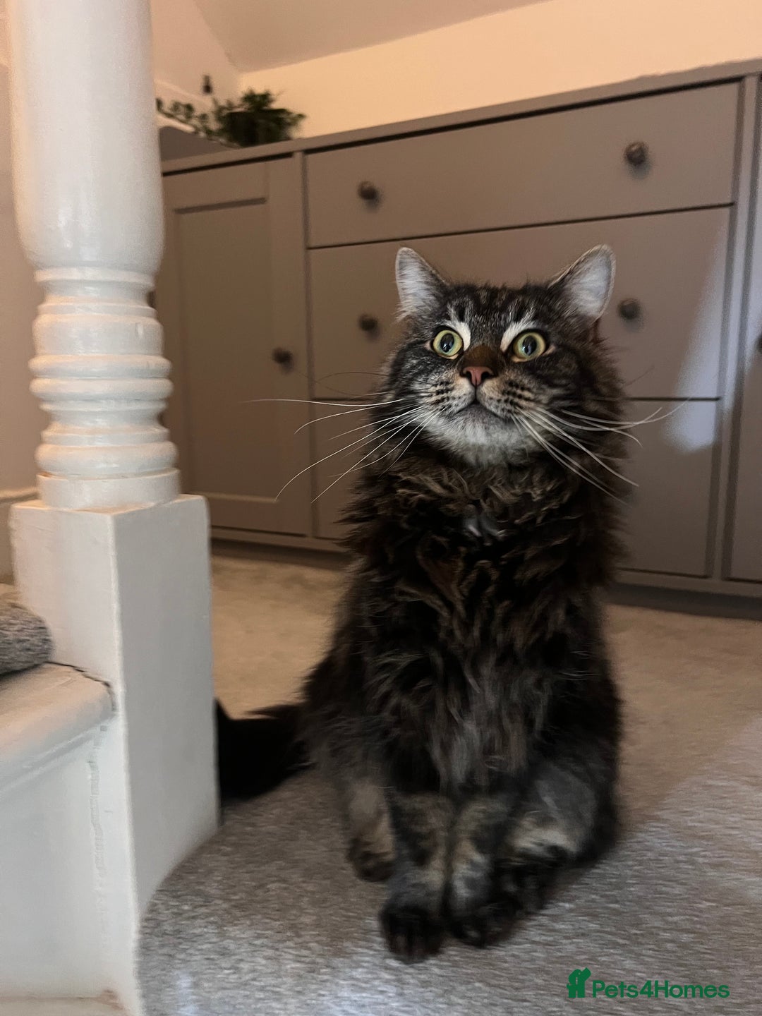 Maine Coon cats for sale: Maine Coon - Advert 9