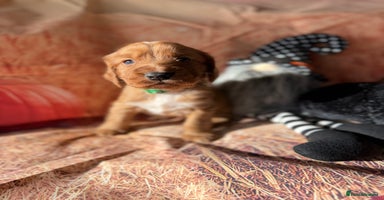 Cocker Spaniel dogs - Advert 16