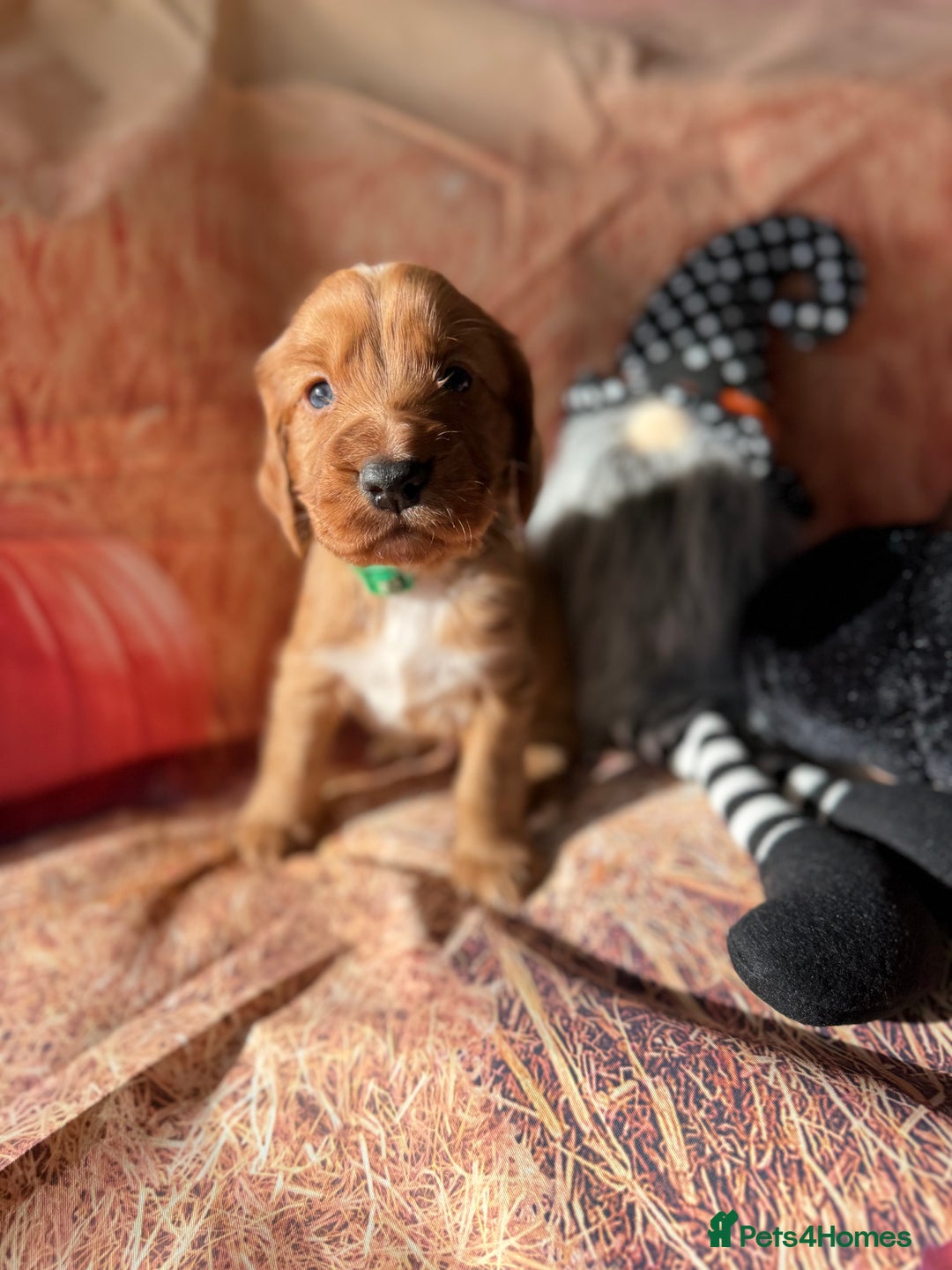 Cocker Spaniel dogs for sale: 🧡Fox Red WCS🧡 - Image 13
