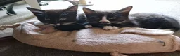 Mixed Breed cats for sale: Tobi and Poppy are looking for a new home - Advert 3
