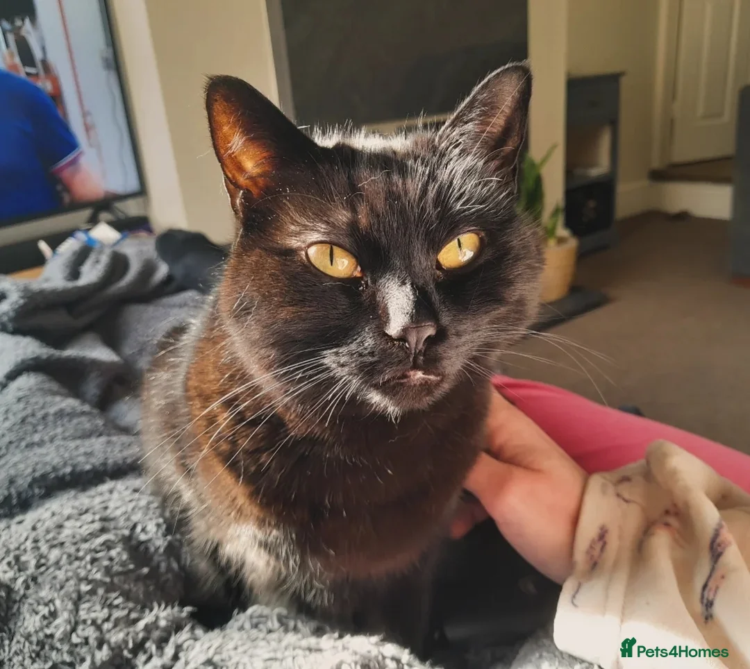 Mixed Breed cats for sale: Bonded pair, mother & son to be rehomed. - Advert 3