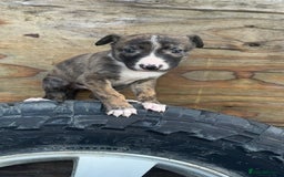 Mixed Breed dogs for sale: Beautiful litter of puppies  - Image 7