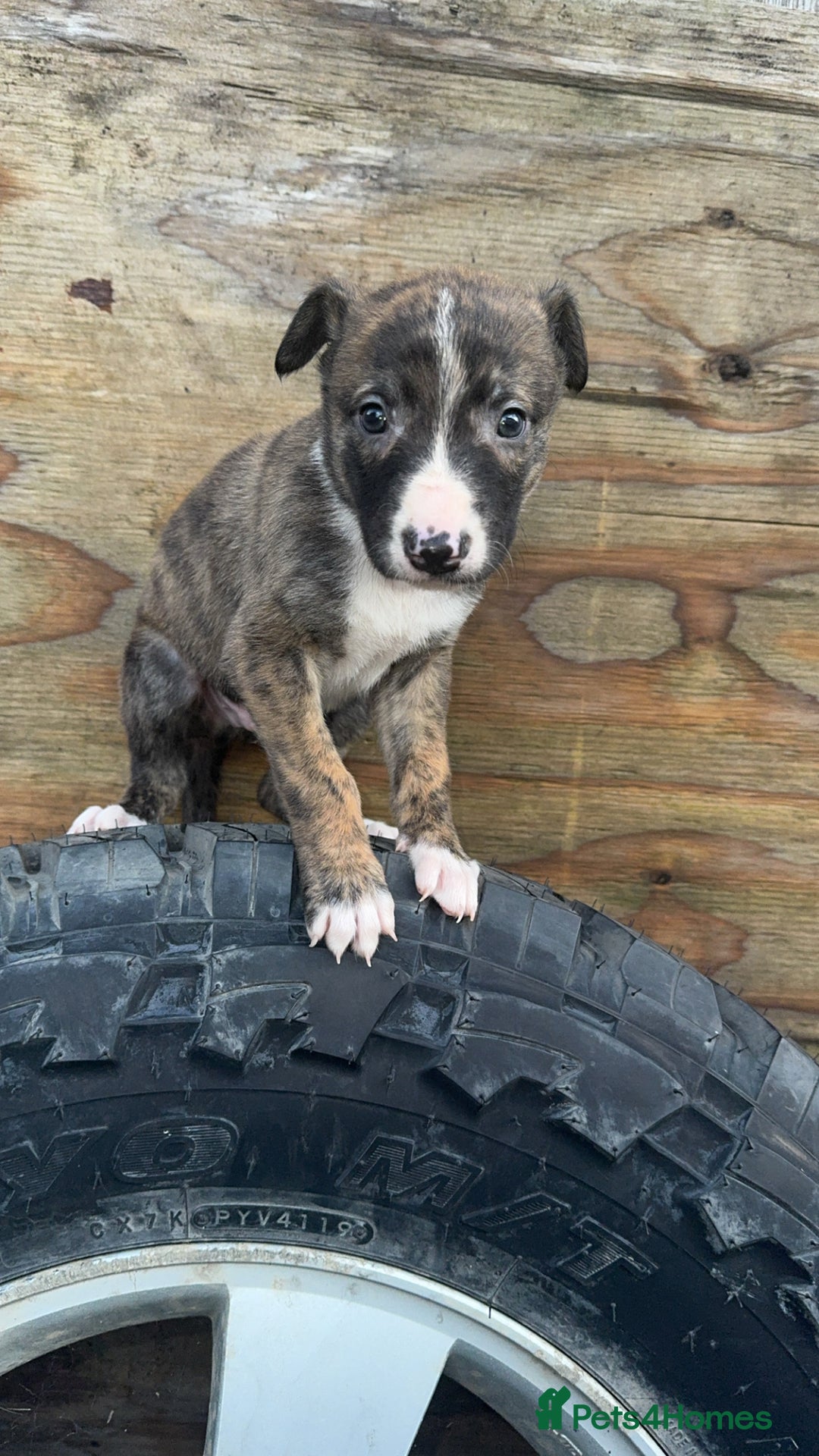 Mixed Breed dogs for sale: Beautiful litter of puppies  - Image 7