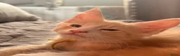 Maine Coon cats for sale: 🐾 Stunning TICA Registered Maine Coon Kittens  - Advert 13