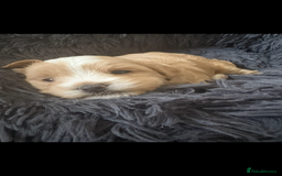 Maltipoo dogs for sale: Maltipoo  - Image 3