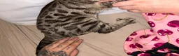 Bengal cats for sale: Bengal kitten & ragdoll cross kitten - Advert 8