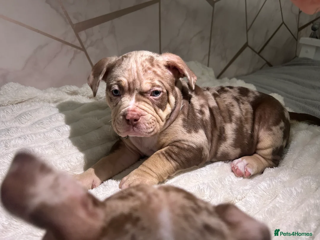 Mixed Breed dogs for sale: 4 girl pocket bully’s ready to go  - Advert 18