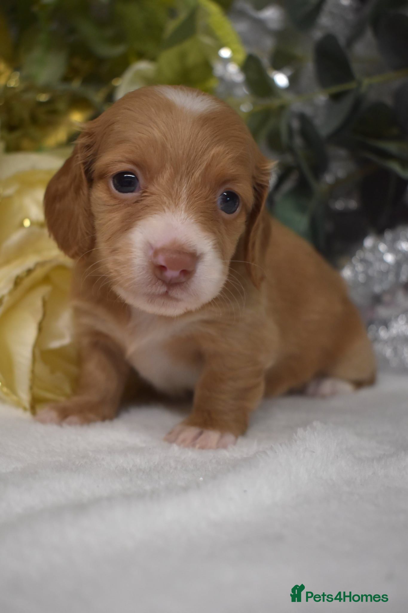 Miniature Dachshund dogs KC Miniature Dachshund Long Coat - Advert 8