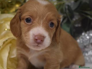 Miniature Dachshund dogs KC Miniature Dachshund Long Coat - Advert 6