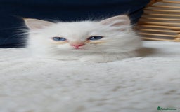 Siamese cats for sale: Ready to Leave Flame Point Siamese Kittens - Image 18
