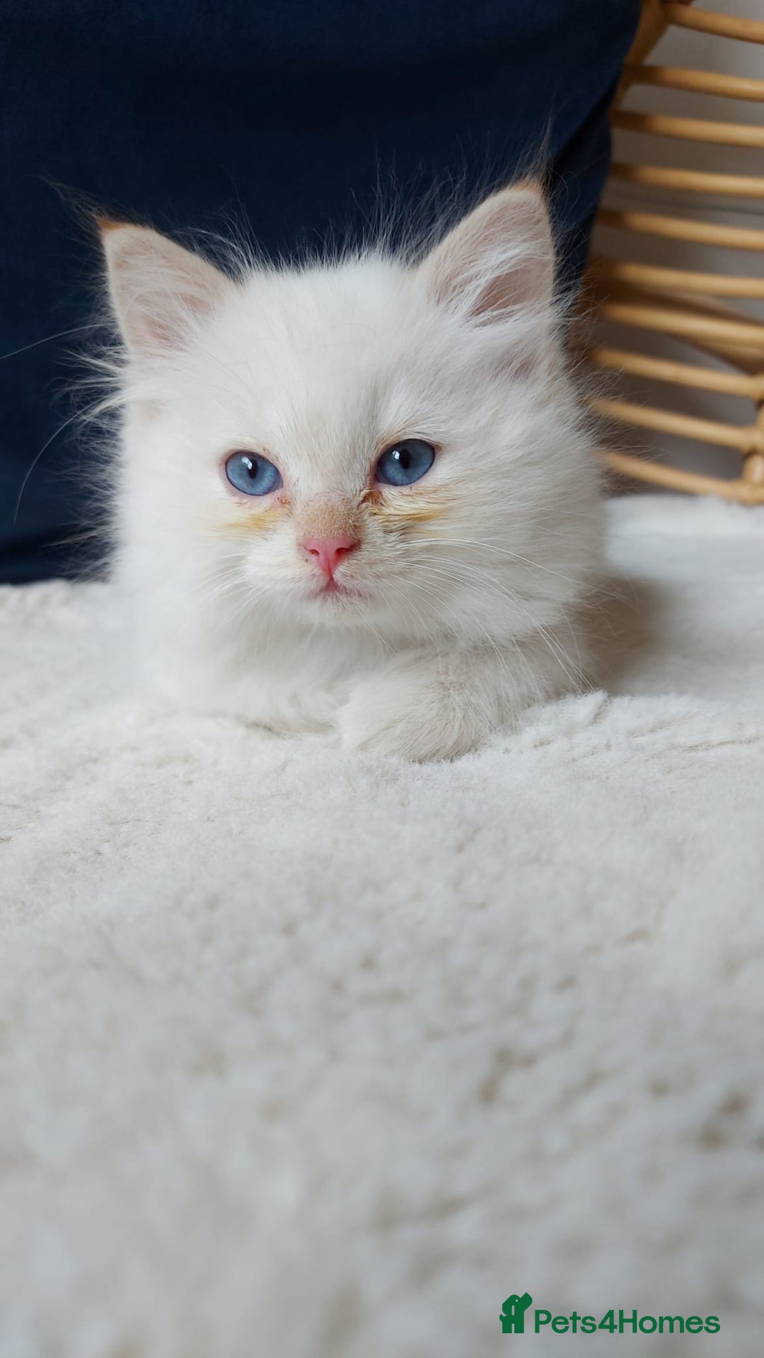 Siamese cats for sale: Ready to Leave Flame Point Siamese Kittens - Image 18