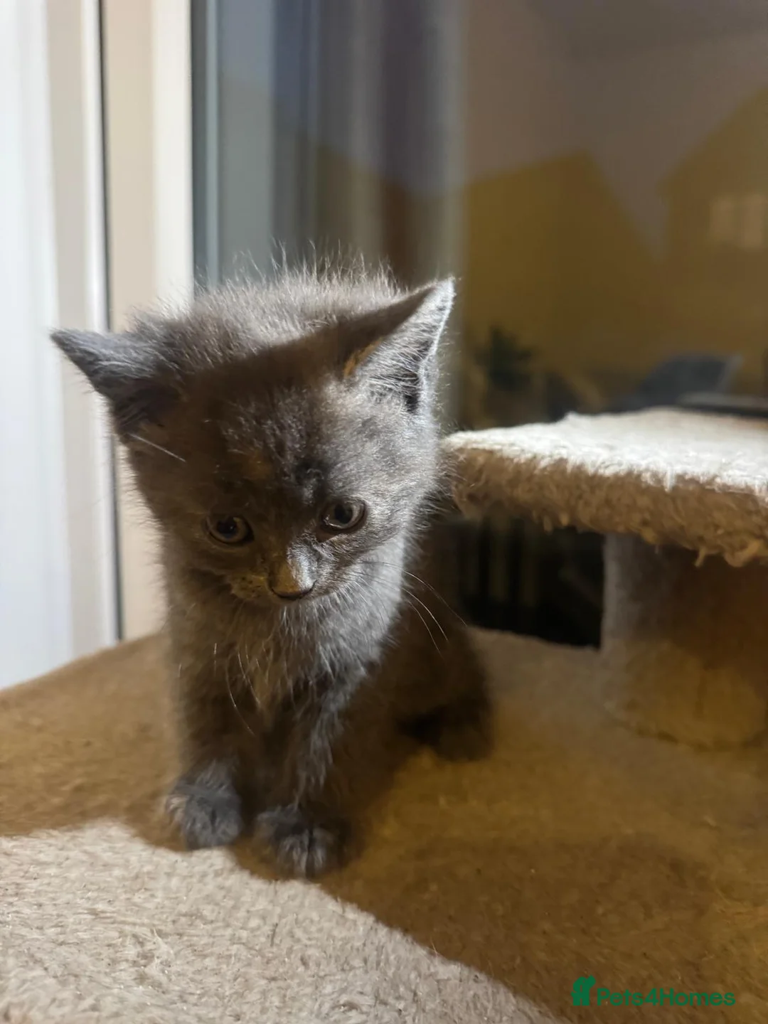 British Shorthair cats for sale: British shorthair  in Burton-on-Trent - Advert 36