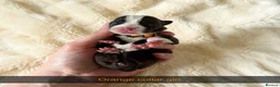 Mixed Breed dogs for sale: French Bull Jack Puppies - Advert 3