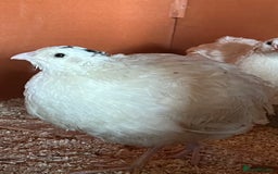 Quail poultry for sale: Trio White Jumbo Quail - Image 4