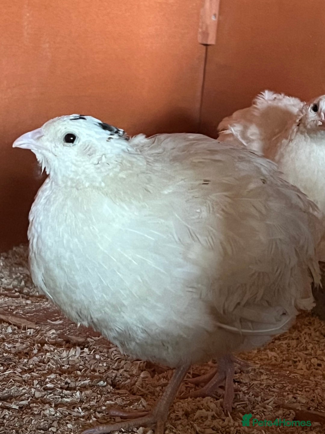 Quail poultry for sale: Trio White Jumbo Quail - Image 4