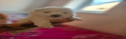 Samoyed dogs for sale: 🐾 Beautiful Samoyed Puppies Available 🐾 - Advert 20