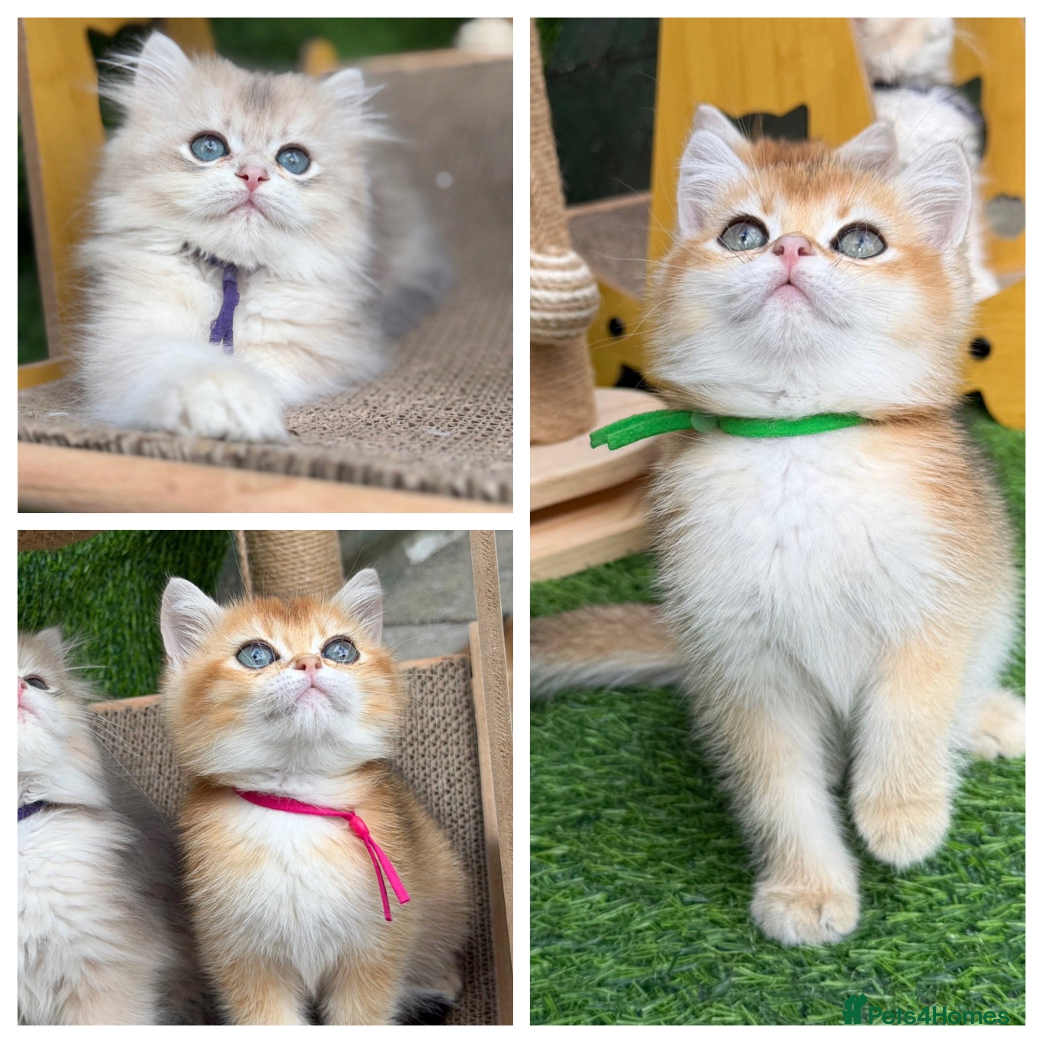 British Shorthair cats British sh/longhair blue golden kittens GCCF  - Advert 18