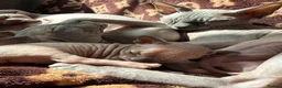 Sphynx cats for sale: Beautiful Canadian Sphynx Boy – Ready for His Home - Advert 4