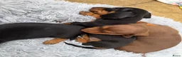 Miniature Dachshund dogs for sale: True mini dachshunds boy girl left - Advert 4