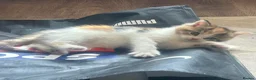 Maine Coon cats for sale: Beautiful Maine Coon Kittens in Uxbridge - Advert 3