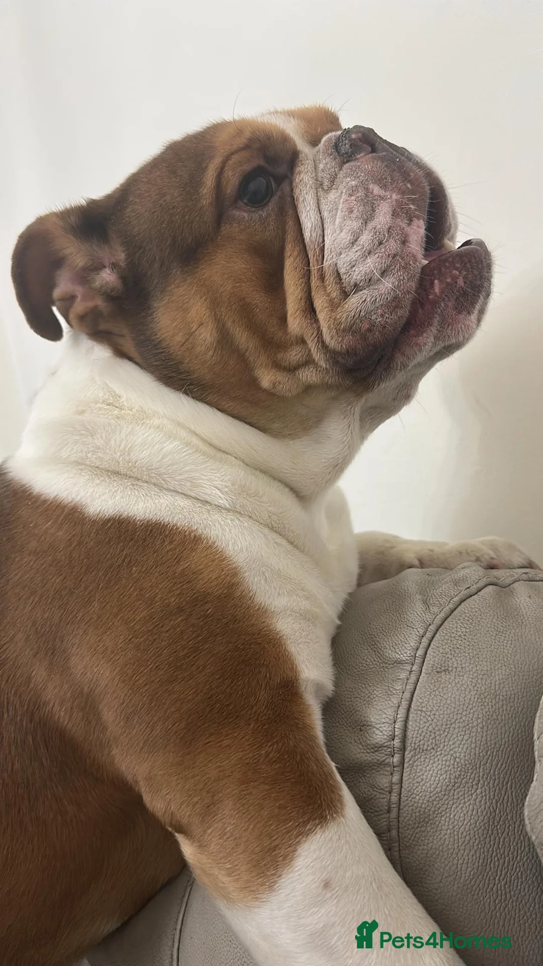 English Bulldog dogs for sale: British bulldog  in Northwich - Advert 2