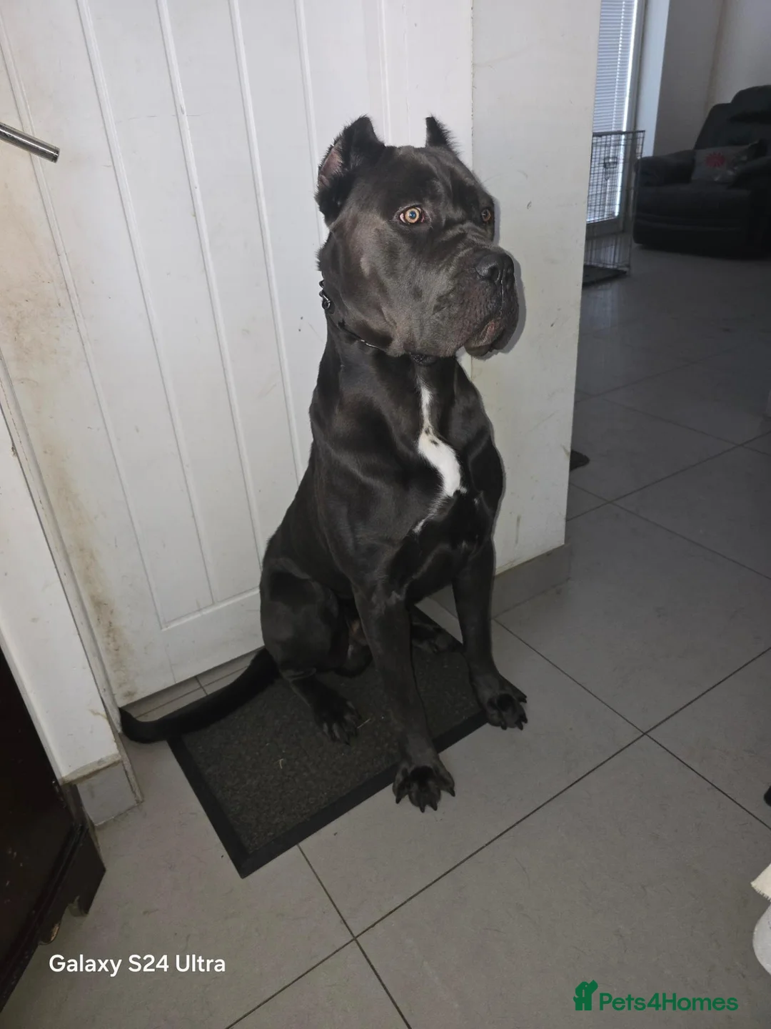 Cane Corso dogs for sale: Titan  in Ashford - Advert 2