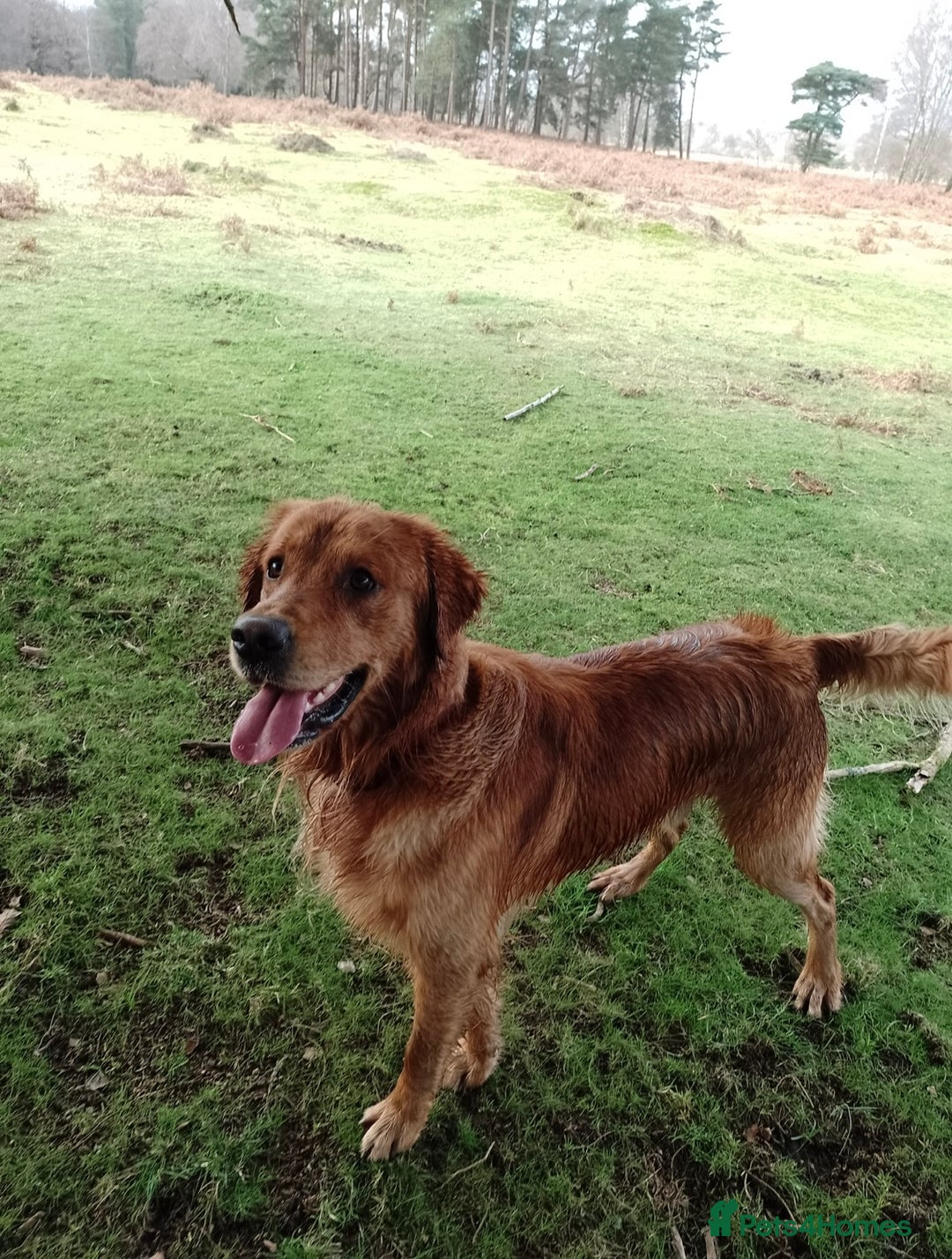 Golden Retriever dogs for sale: KC Registered Golden Retriever Puppies - Image 5