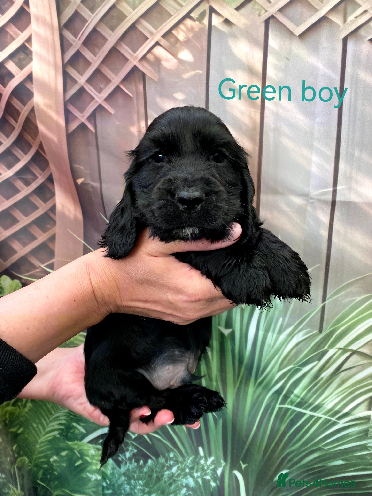 Cocker Spaniel dogs ☀️ DNA tested show type cocker spaniels puppies ☀️ - Advert 1