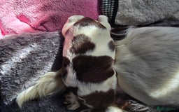 English Springer Spaniel dogs for sale: Stunning Pedigree Registered Pups - Image 26