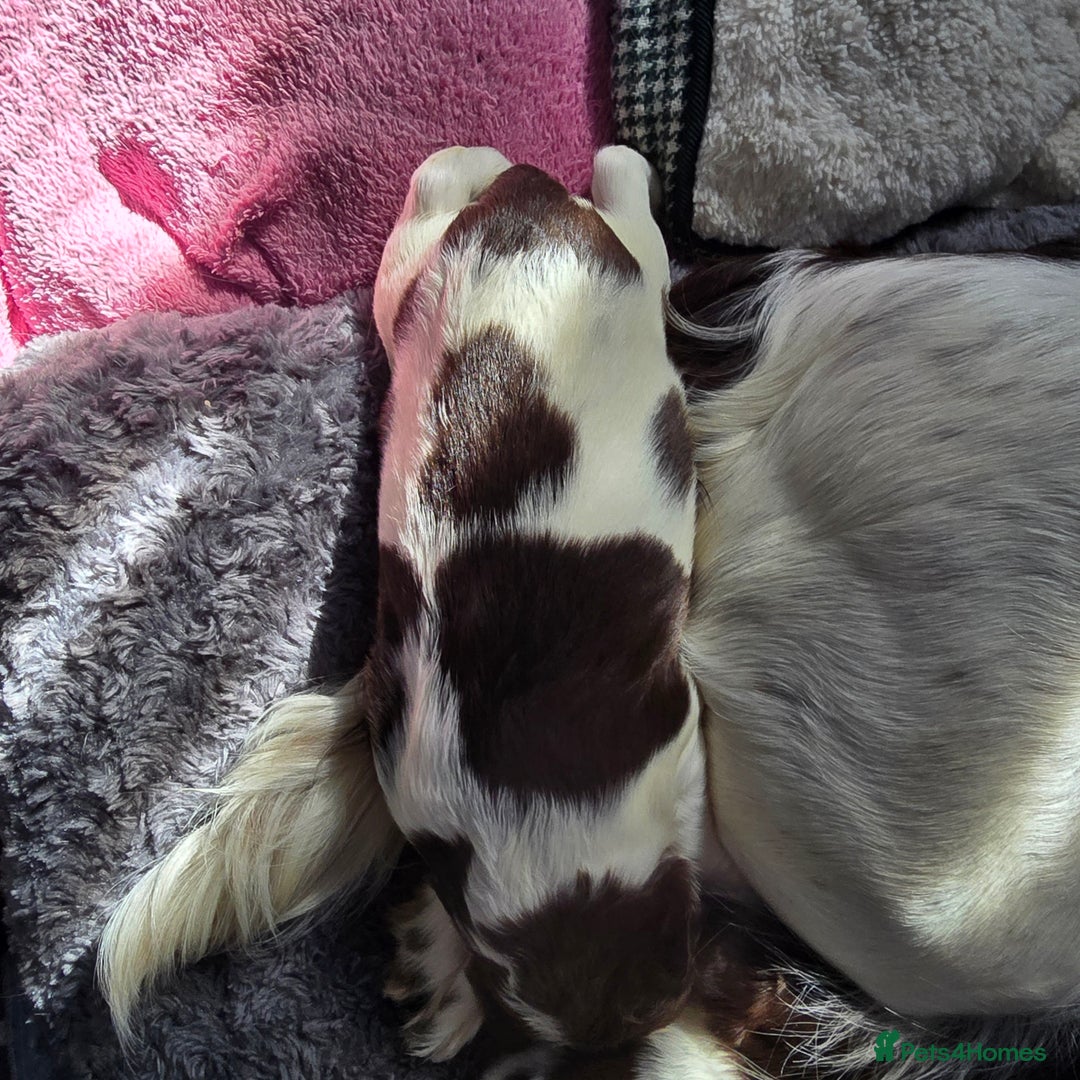English Springer Spaniel dogs for sale: Stunning Pedigree Registered Pups - Image 26